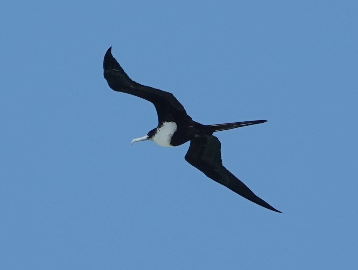 Great Frigatebird - ML644295657