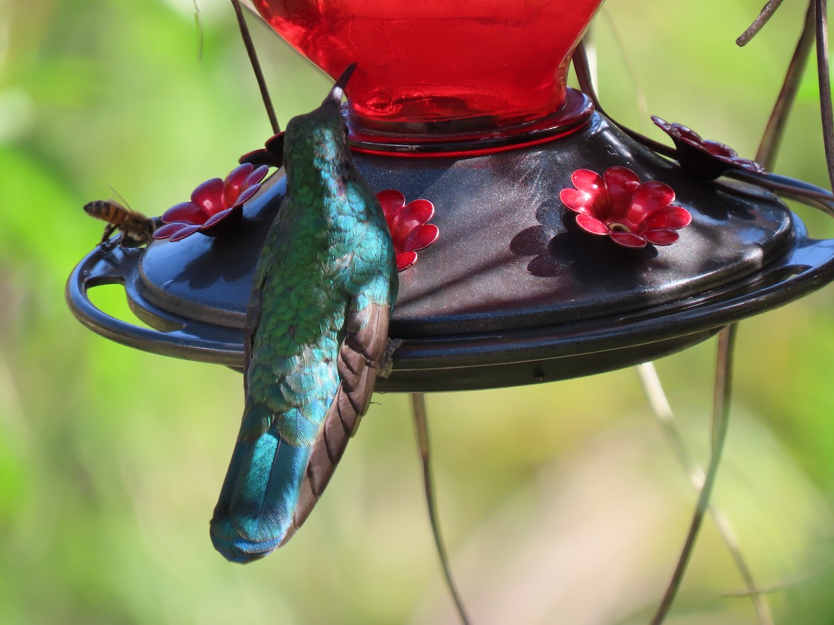 fiolørekolibri - ML644295661