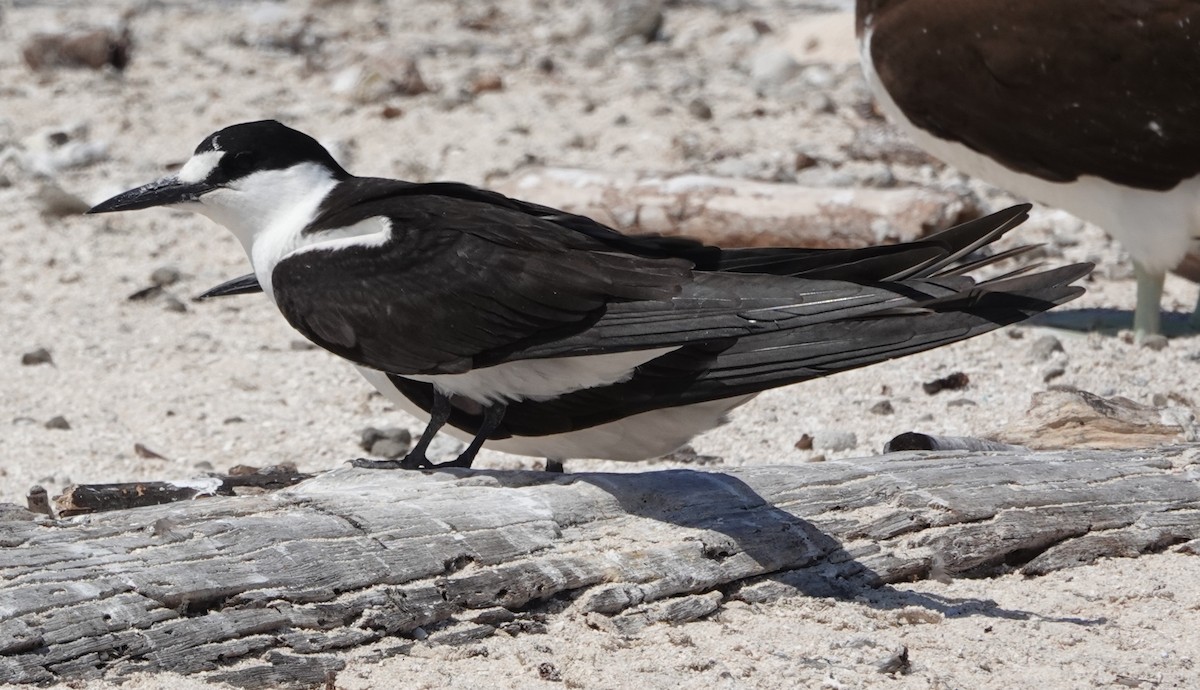 Sooty Tern - ML644295670