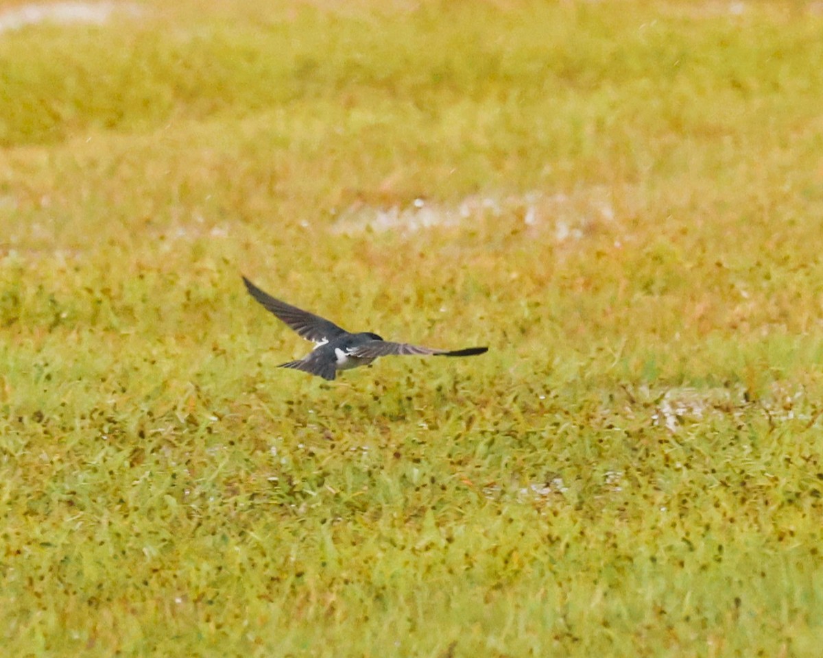 Tree Swallow - ML644295686