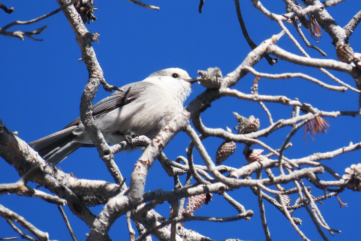 Mésangeai du Canada (capitalis/bicolor) - ML644295690