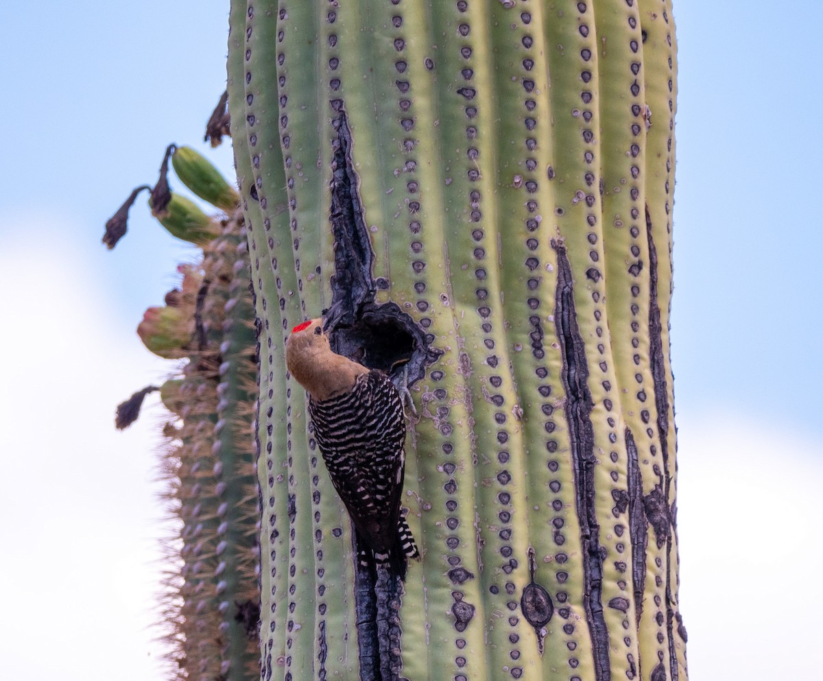 Pic des saguaros - ML644295701