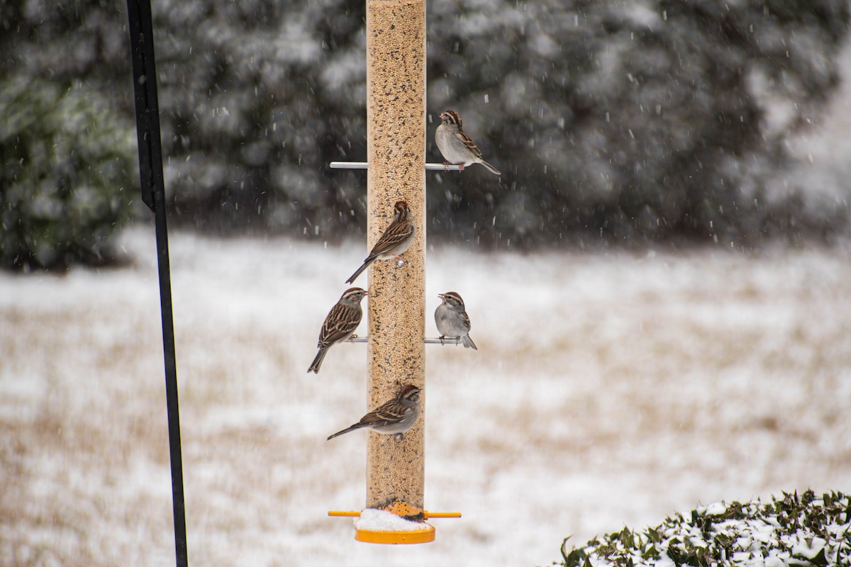 Chipping Sparrow - ML644295723