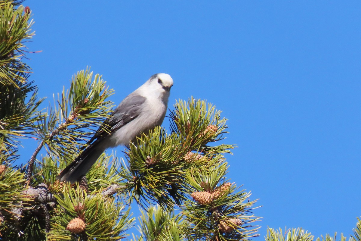 Mésangeai du Canada (capitalis/bicolor) - ML644295725