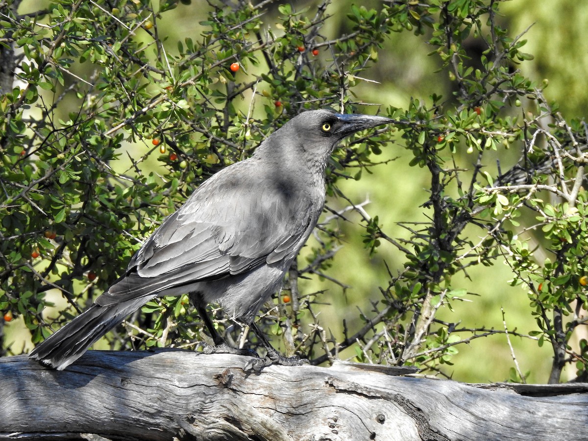 Gray Currawong - ML644295737