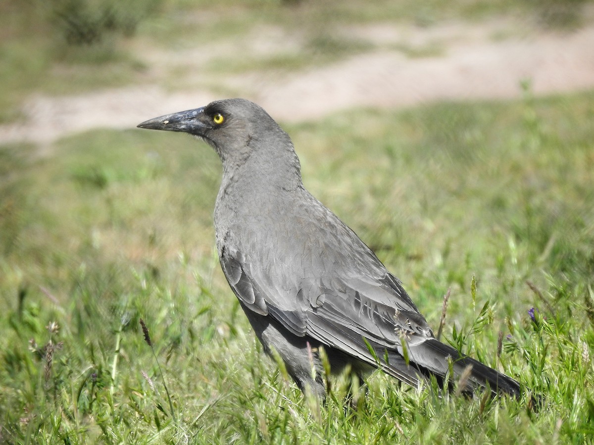 Gray Currawong - ML644295738