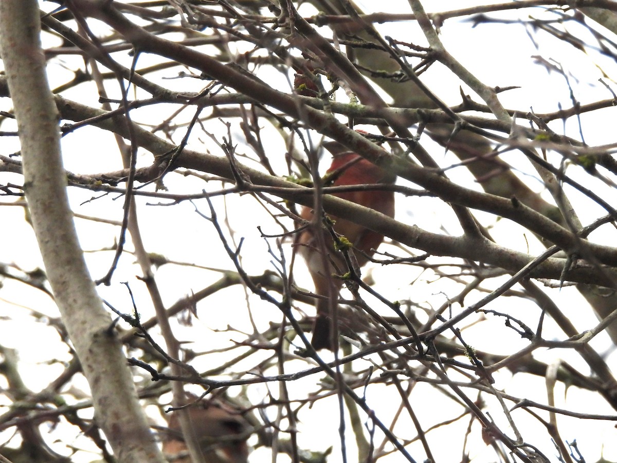 Purple Finch - ML644295743