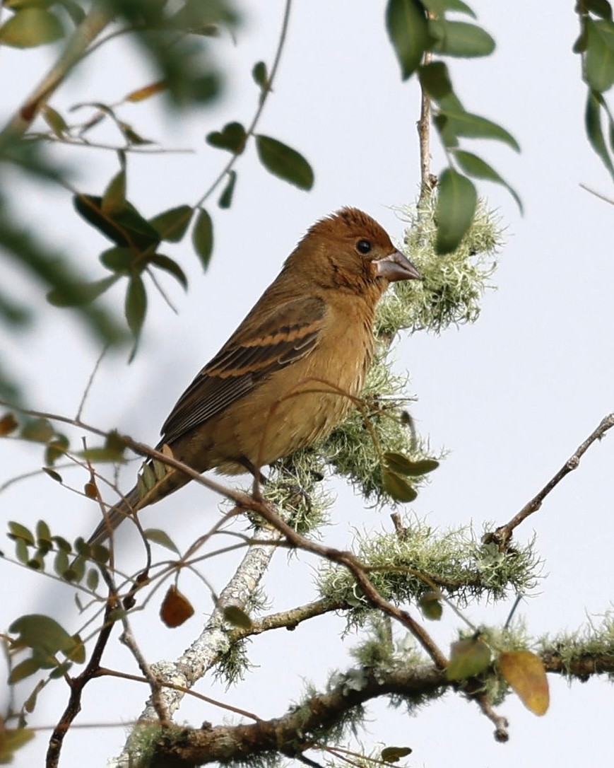 blåtykknebb - ML644295745