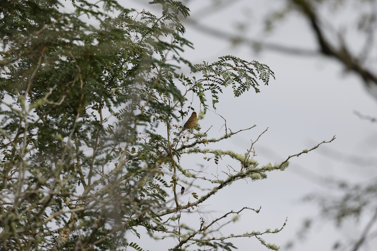 blåtykknebb - ML644295746