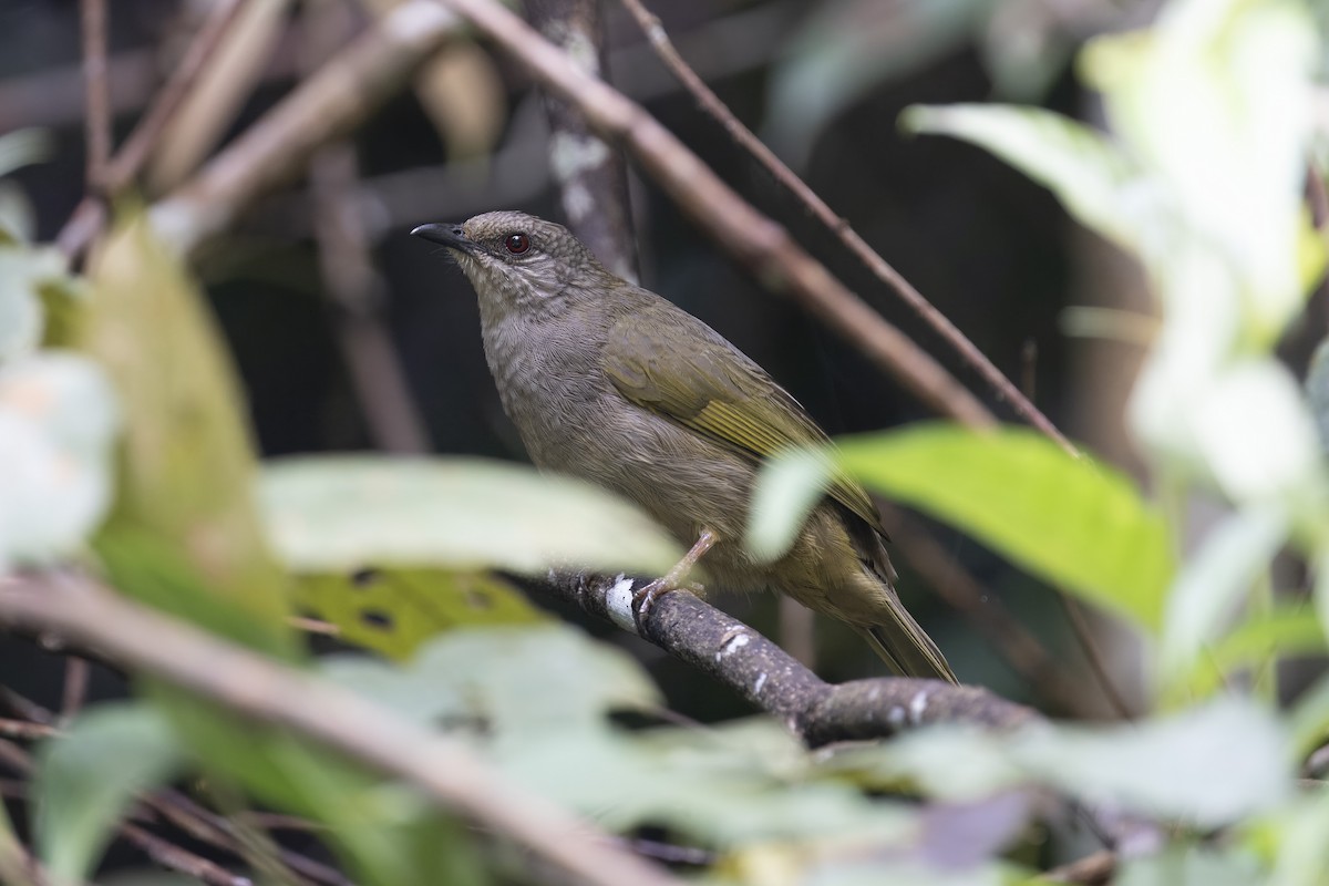 Olive-winged Bulbul - ML644295749