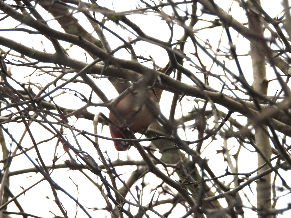 Purple Finch - ML644295750