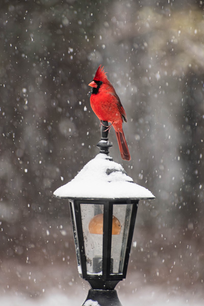 Northern Cardinal - ML644295755
