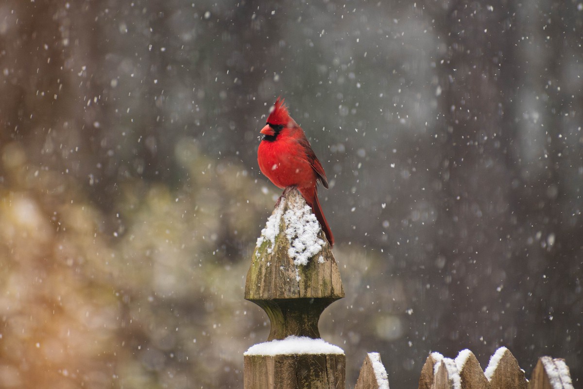 Northern Cardinal - ML644295756