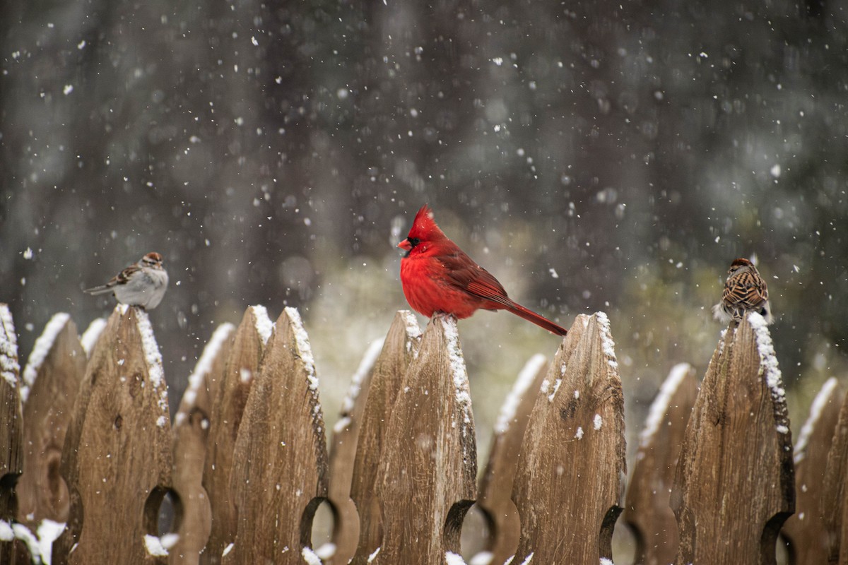 Northern Cardinal - ML644295757