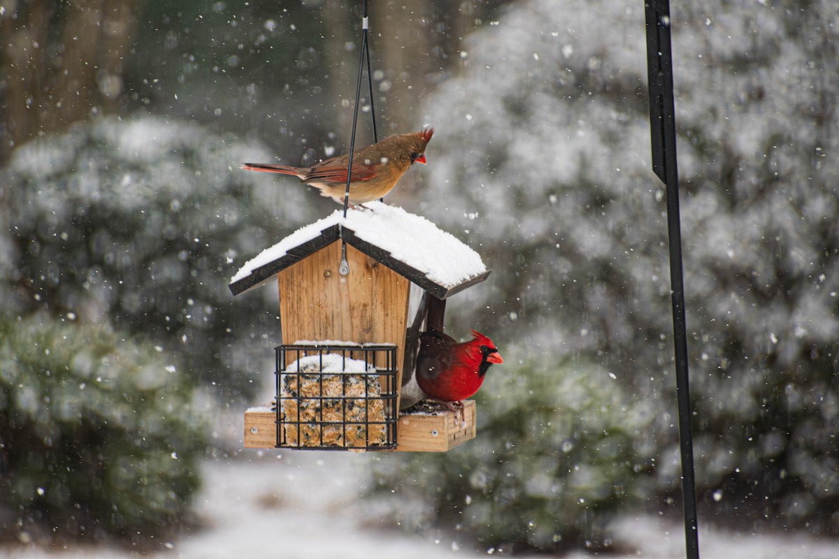 Northern Cardinal - ML644295758