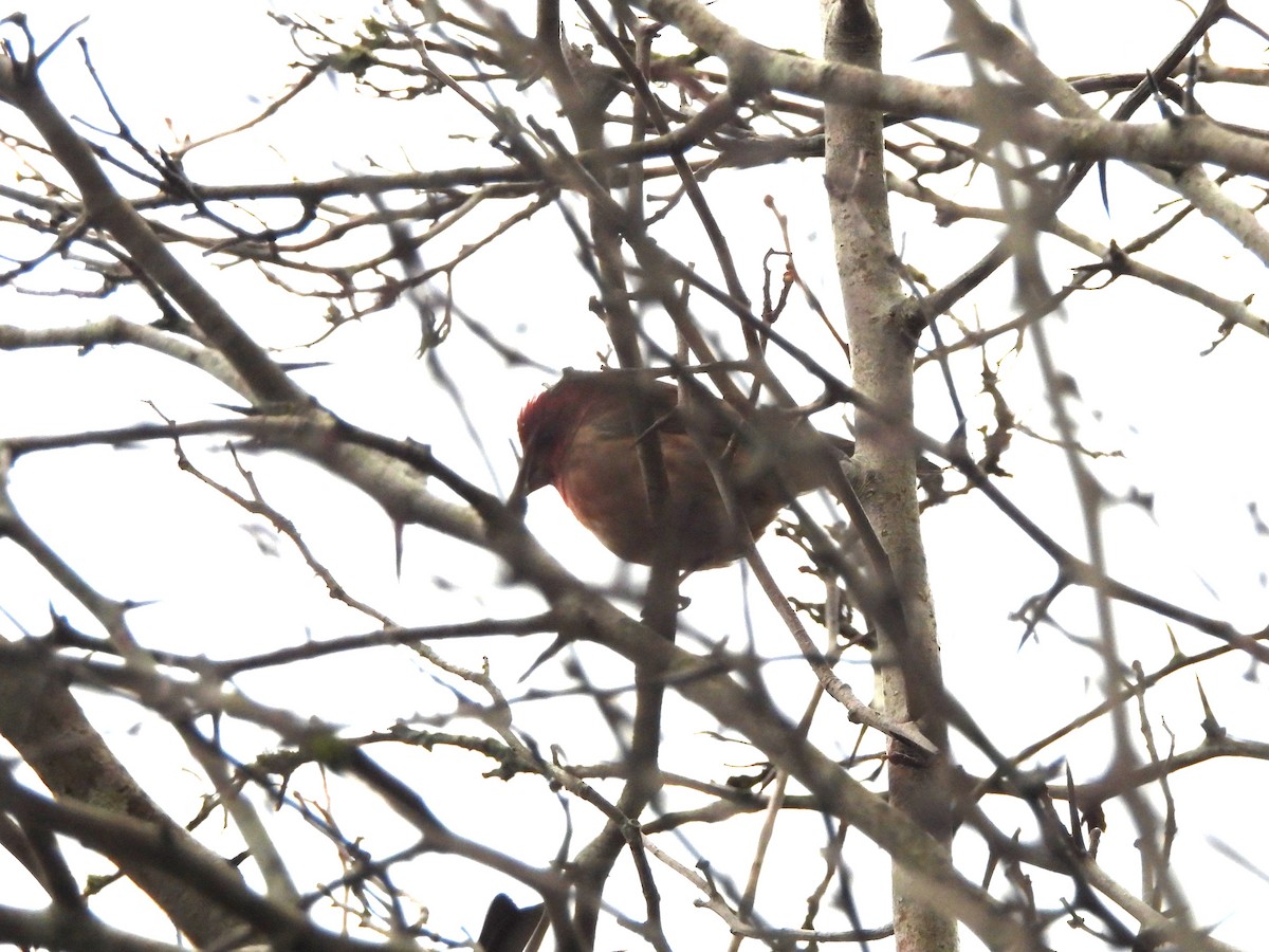 Purple Finch - ML644295761