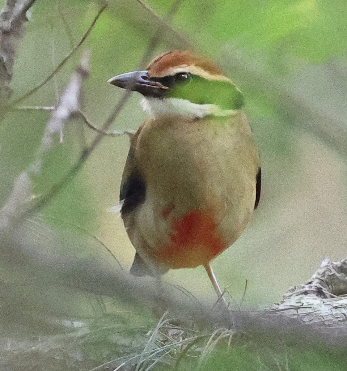 Fairy Pitta - ML644295766