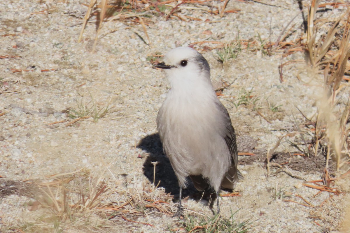 Mésangeai du Canada (capitalis/bicolor) - ML644295771