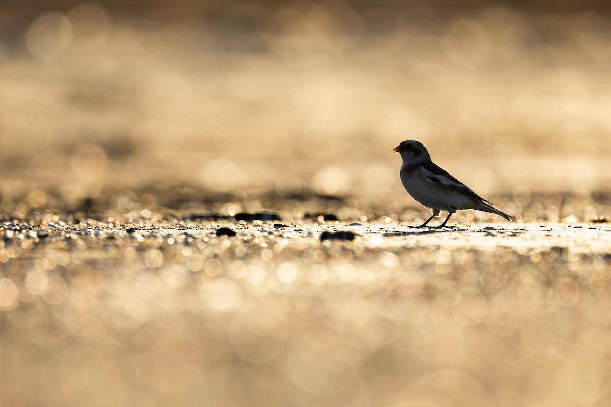 Plectrophane des neiges - ML644295778