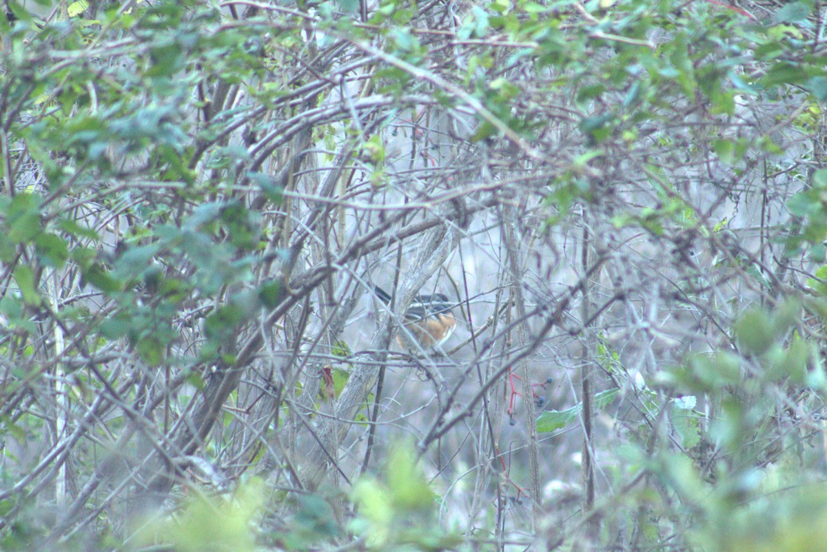 Spotted Towhee - ML644295780