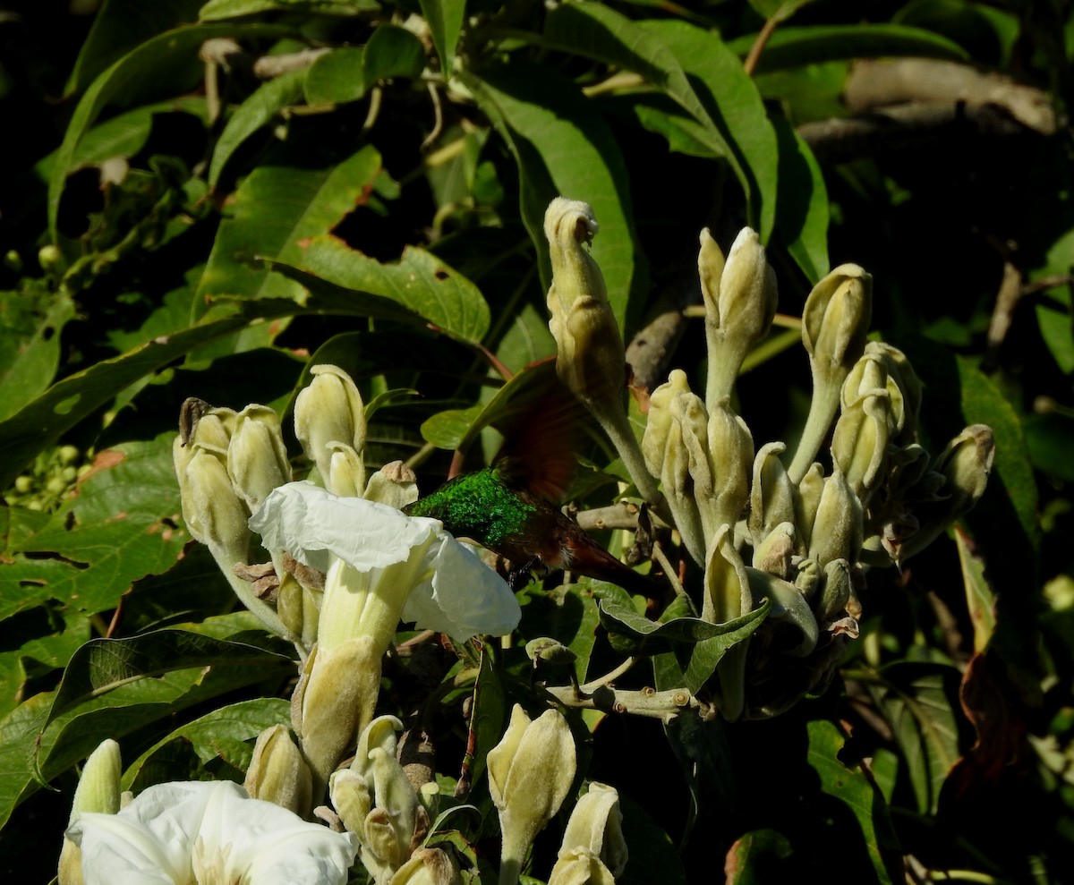 beryllkolibri - ML644295781