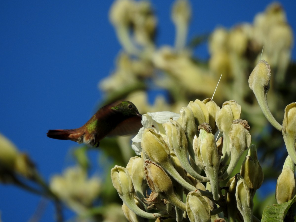 beryllkolibri - ML644295782