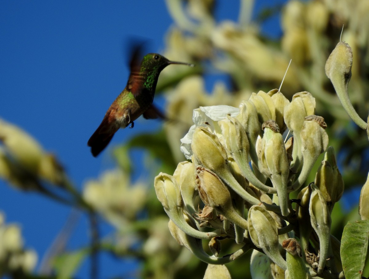 beryllkolibri - ML644295783