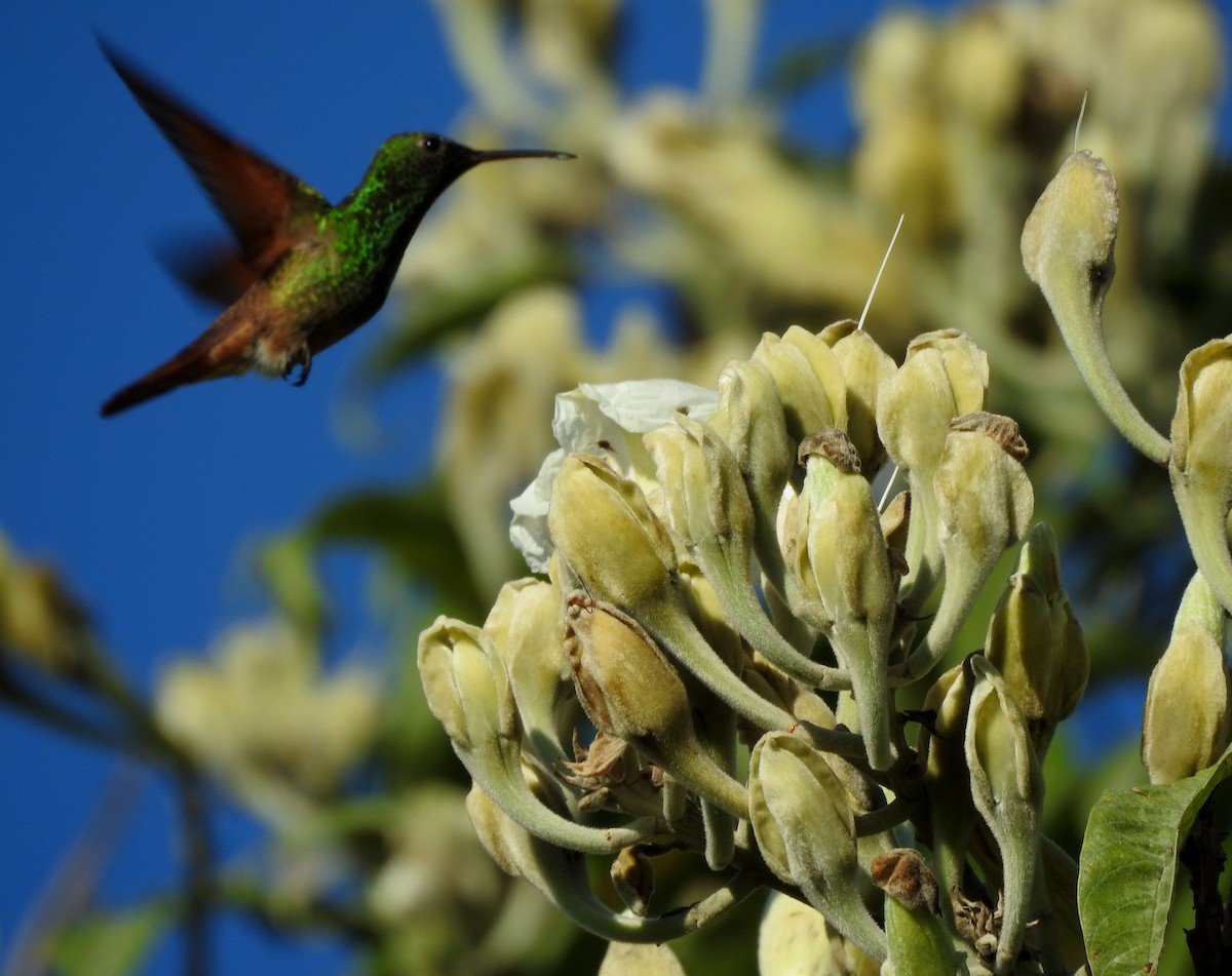 beryllkolibri - ML644295784