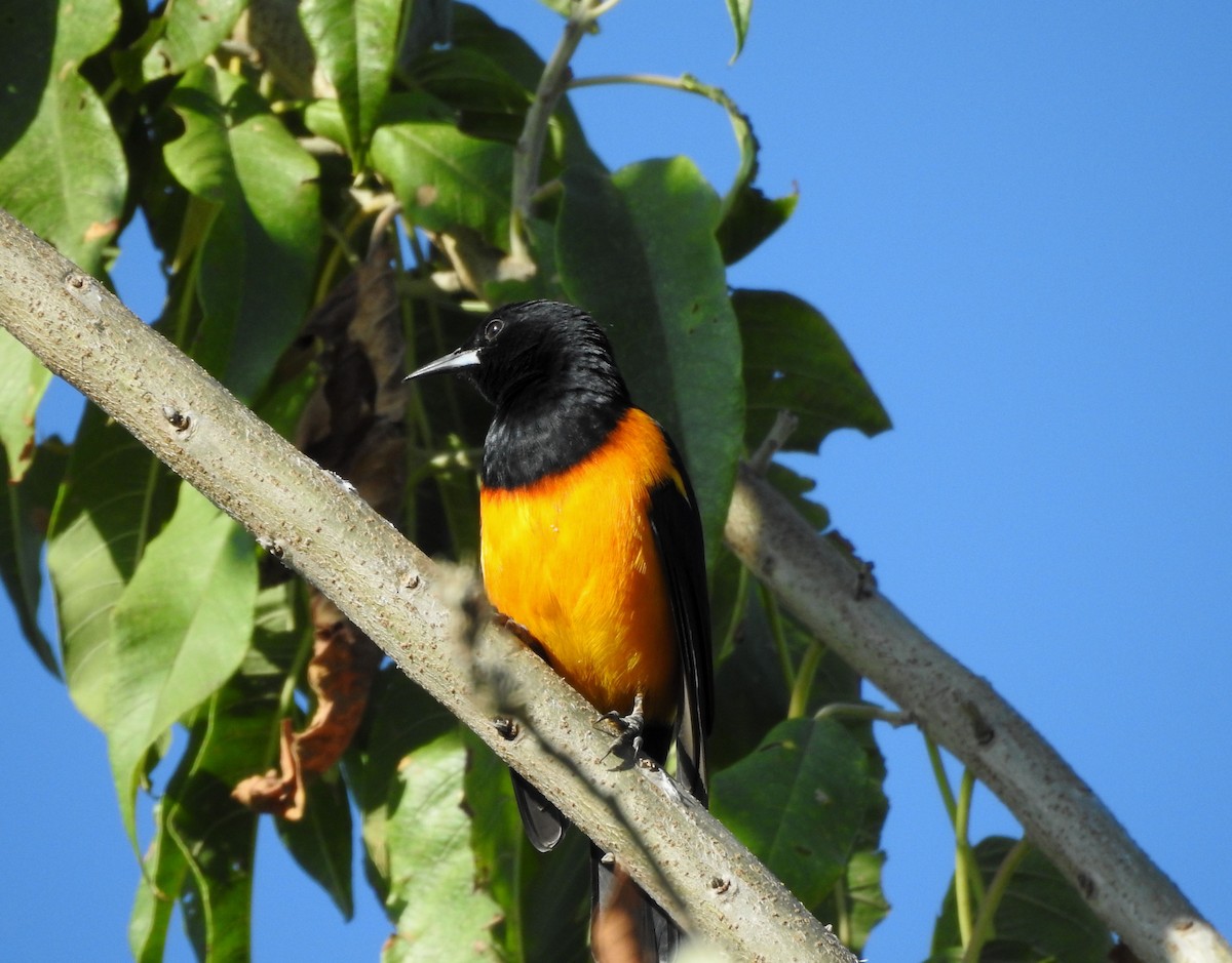 Black-vented Oriole - ML644295806