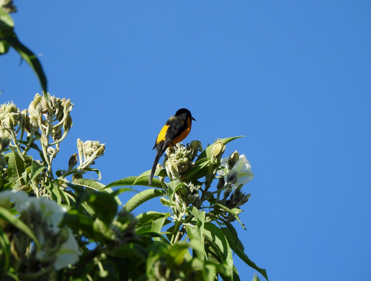 Black-vented Oriole - ML644295807