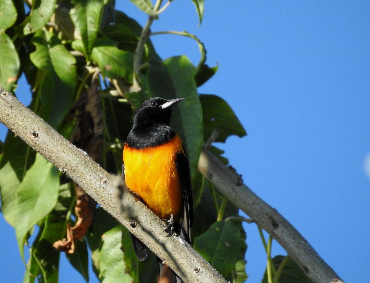 Black-vented Oriole - ML644295808