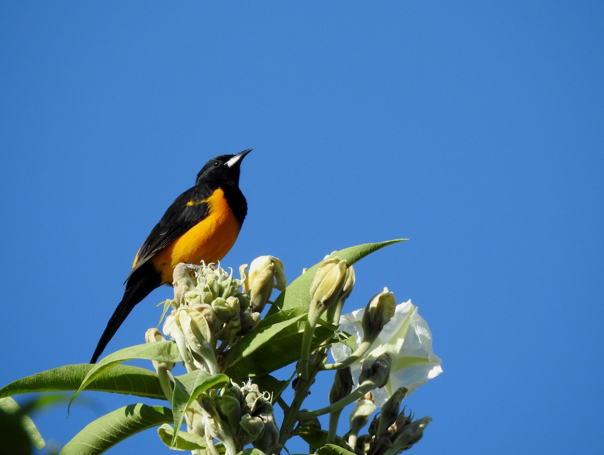 Black-vented Oriole - ML644295809