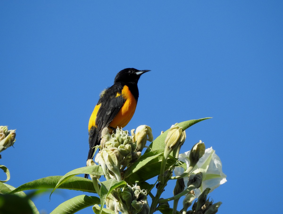 Black-vented Oriole - ML644295810
