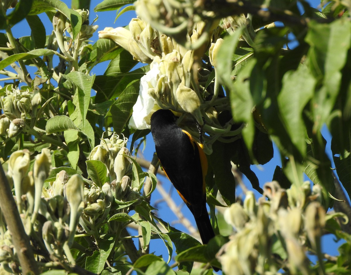 Black-vented Oriole - ML644295811