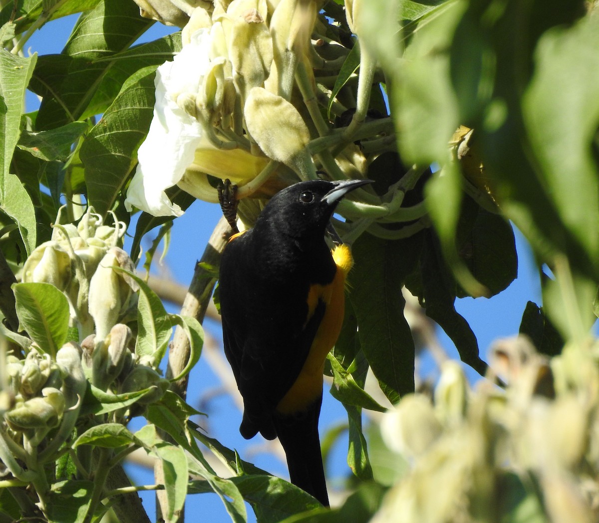 Black-vented Oriole - ML644295812