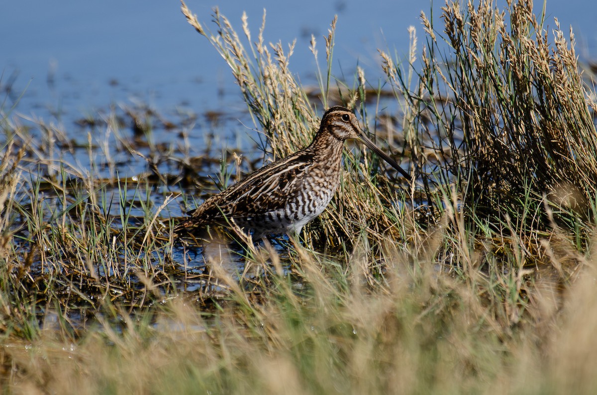 Wilson Suçulluğu - ML644295813