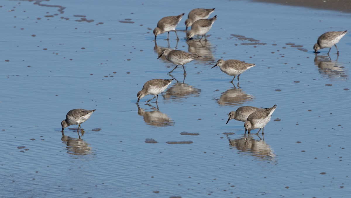 Red Knot - ML644295817