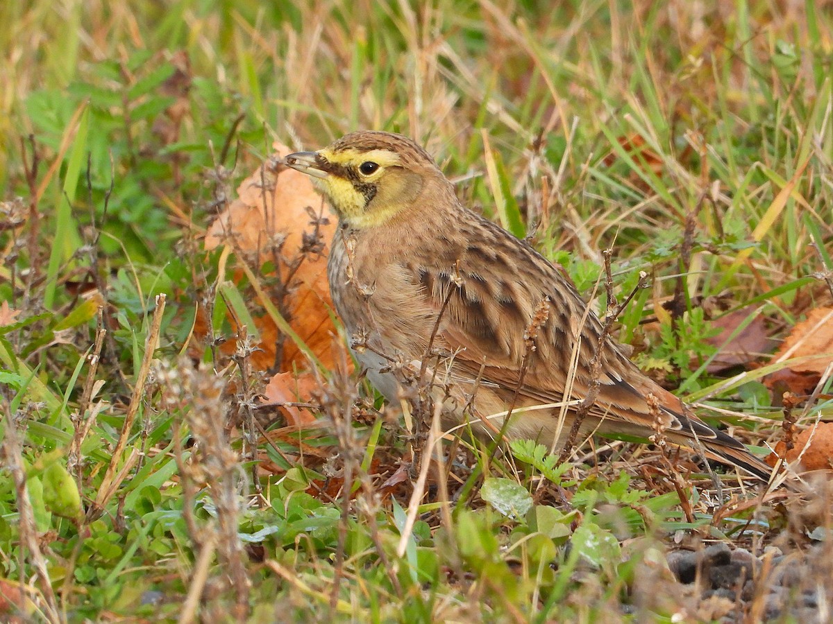 Alondra Cornuda - ML644295850