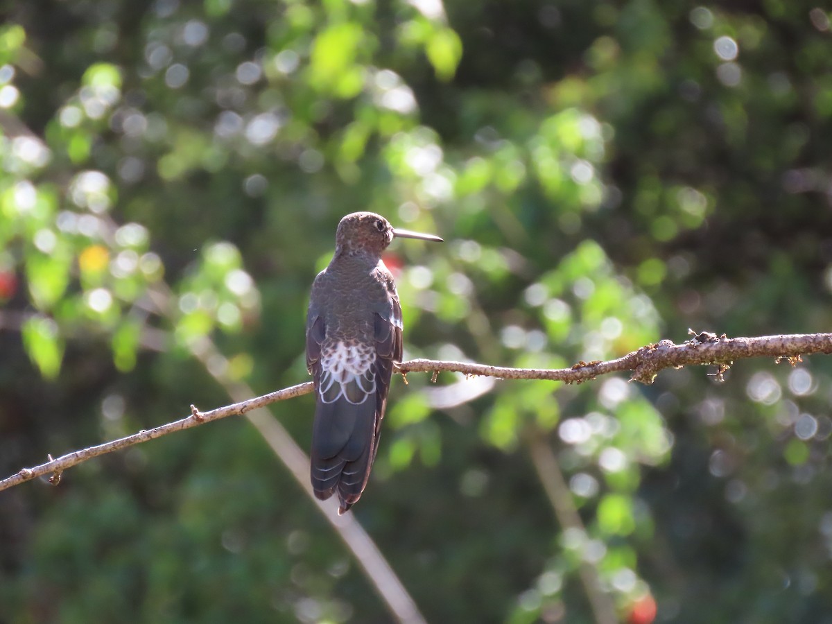 Giant Hummingbird - ML644295860