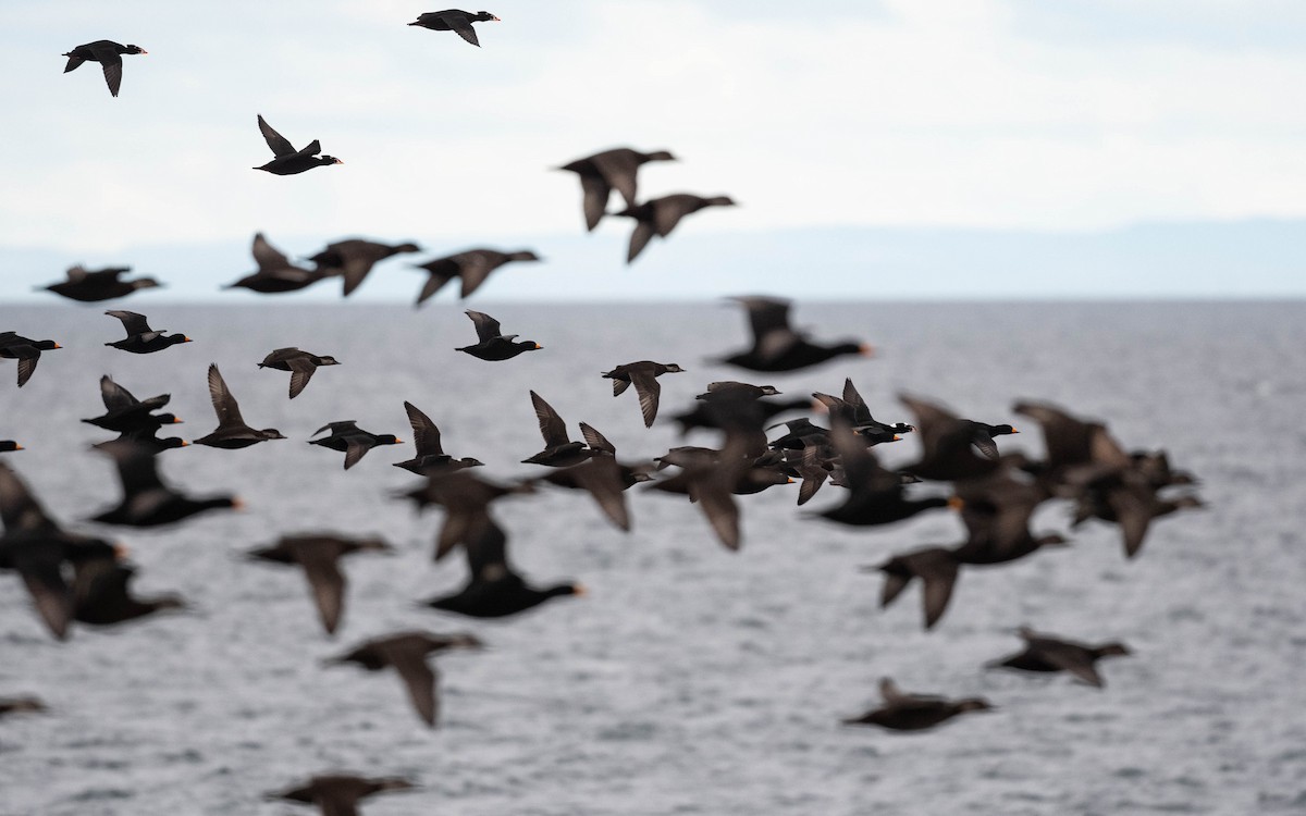 Black Scoter - ML644295879