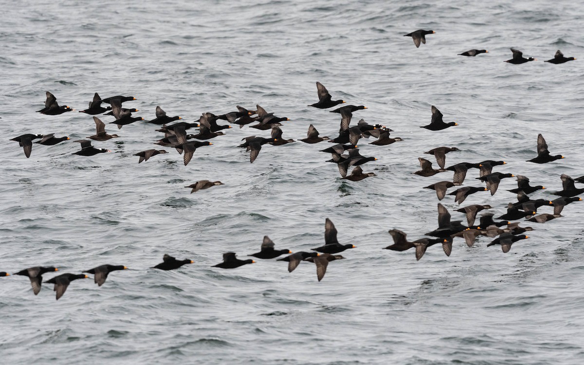 Black Scoter - ML644295880