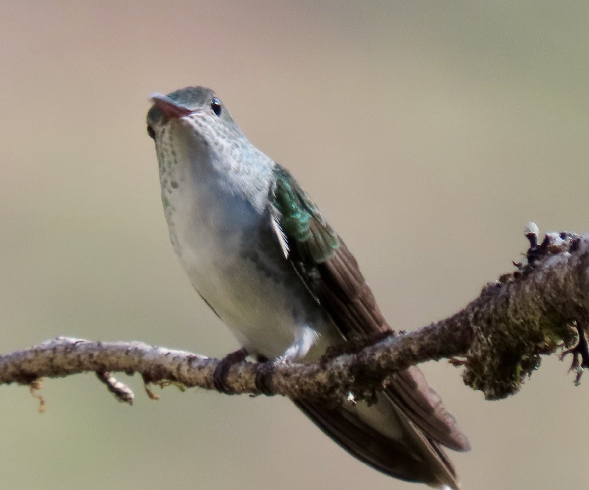 Green-and-white Hummingbird - ML644295883