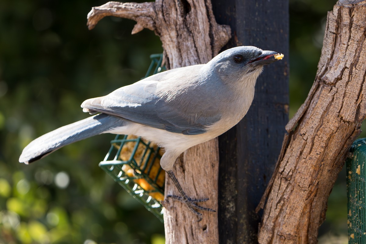 mexicoskrike (wollweberi gr.) - ML644295889