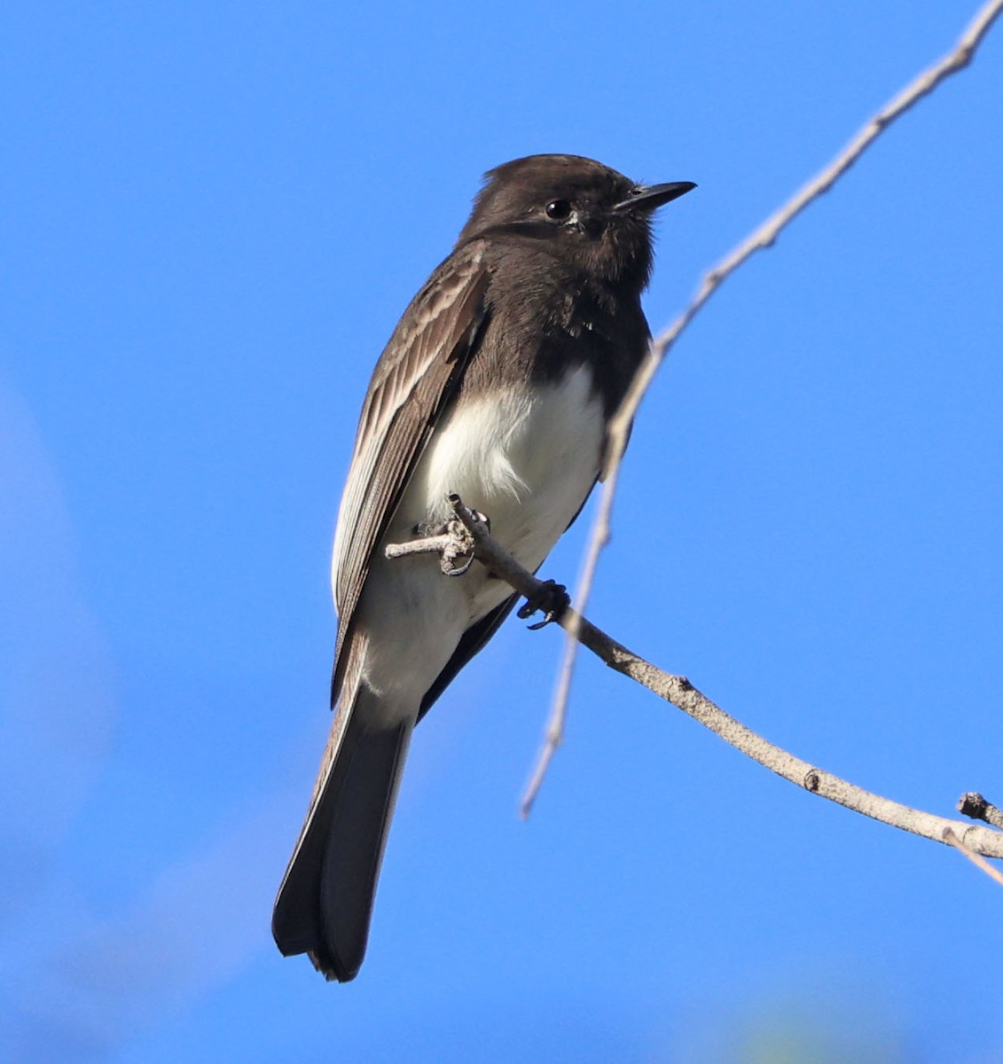 Black Phoebe - ML644295905