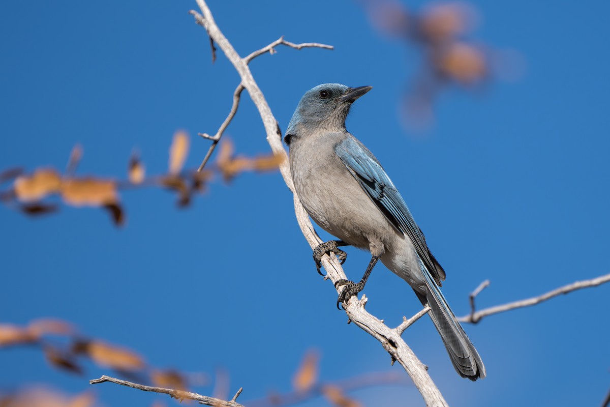 mexicoskrike (wollweberi gr.) - ML644295920