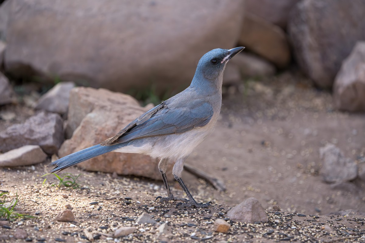 mexicoskrike (wollweberi gr.) - ML644295921