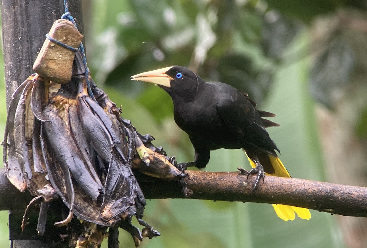 Crested Oropendola - ML644295939