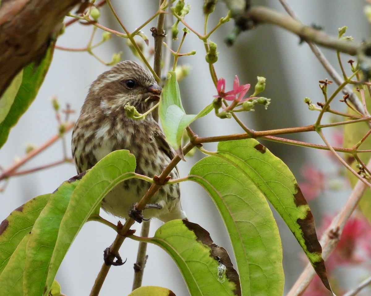 Purple Finch - ML644295940