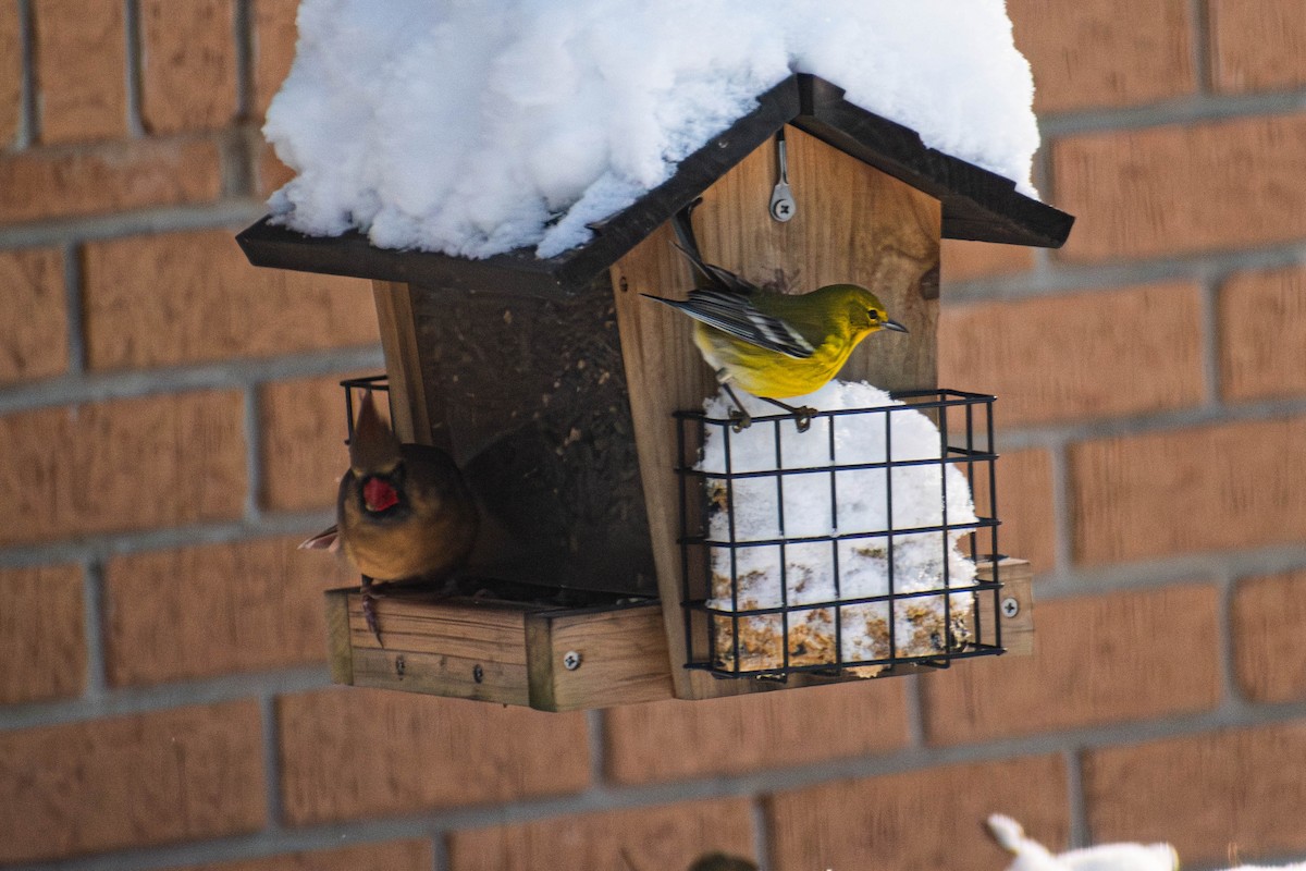 סבכון אורנים - ML644295943