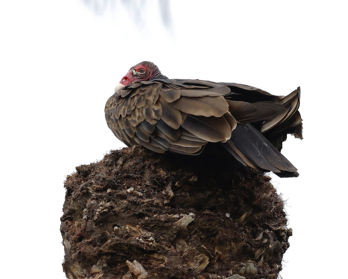 Aura Gallipavo - ML644295945